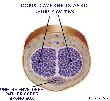 Anatomie des corps caverneux et spongieux, sction frontale