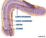 Anatomie latrale du pnis