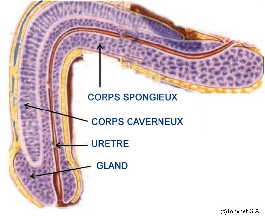 Anatomie des corps caverneux et spongieux du pnis