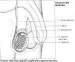 Les pididymes: forme et structure