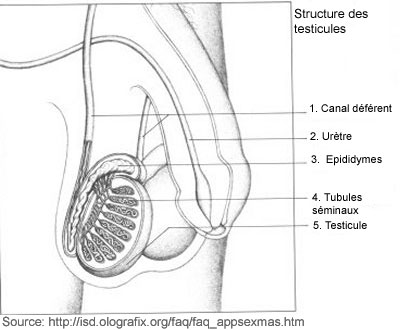 Les epididymes, forme et structure