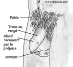 Le pnis et toutes ses parties externes