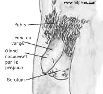 Le pnis et toutes ses parties externes