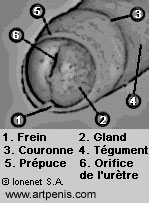 Les lments de la tte du pnis: gland, prpuce, couronne, etc.