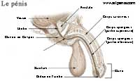 Vue interne du pnis