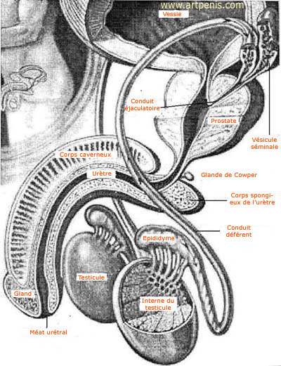 Vision complexive de l'appareil gnital masculin et de toutes ses parties.