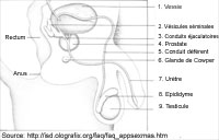 Vue interne des testicules