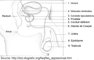 Vision interne des testicules