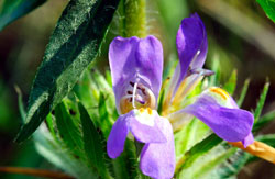 Le asteracantha longifolia dans sa forme naturelle.