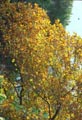 Arbre du ginkgo biloba