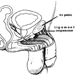 Le ligament suspenseur qui joue un rle dans l'allongement du pnis