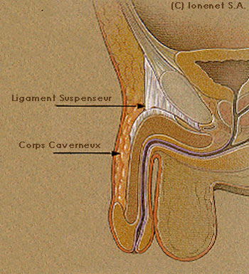 Vue latrale du ligament suspenseur