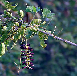 Le mucuna pruriens dans sa forme naturelle.