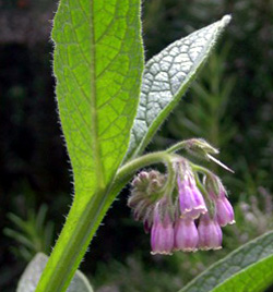 Le pueraria tuberosa dans sa version de plante.