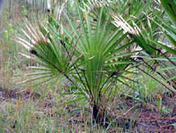 Le serenoa repens dans son tat naturel.