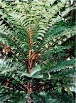 Tongkat Ali, Pasak Bumi ou Eurycoma longifolia