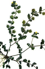 La plante du Tribulus Terrestris