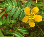 La fleur du Tribulus Terrestris